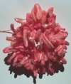16 inch strand of Dark Pink Irregular Shell Sticks